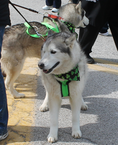 Husky at the  2013 Cleveland St. Patrick's Day Parade