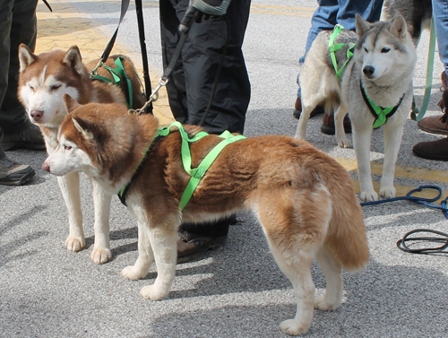 Husky dogs at the  2013 Cleveland St. Patrick's Day Parade