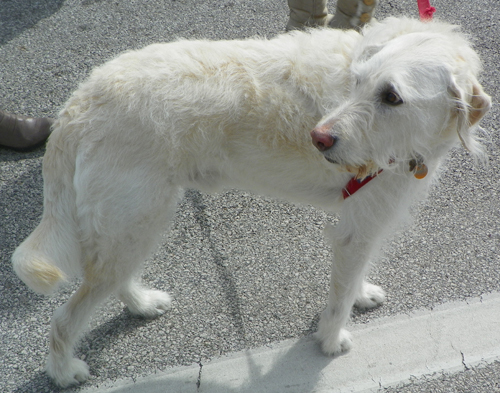 Dog at the  2013 Cleveland St. Patrick's Day Parade