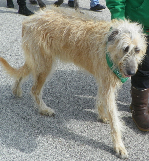 Irish wolfhound at the  2013 Cleveland St. Patrick's Day Parade