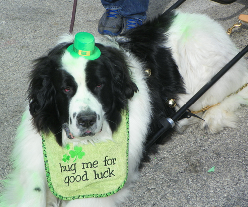Irish Dog at the  2013 Cleveland St. Patrick's Day Parade