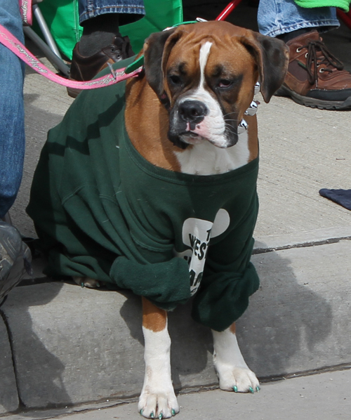 Dog at the  2013 Cleveland St. Patrick's Day Parade