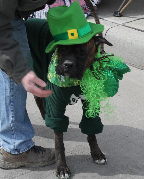 Irish dog at the  2013 Cleveland St. Patrick's Day Parade