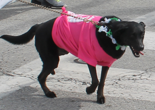 Lab at the  2013 Cleveland St. Patrick's Day Parade