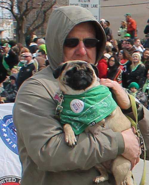 Pug Dog at the  2013 Cleveland St. Patrick's Day Parade