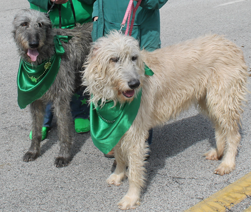Irish wolfhounds at the  2013 Cleveland St. Patrick's Day Parade
