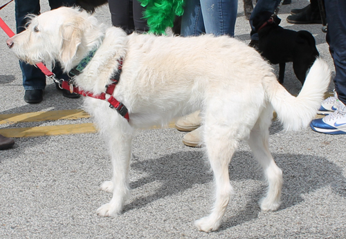 Irish dog at the  2013 Cleveland St. Patrick's Day Parade