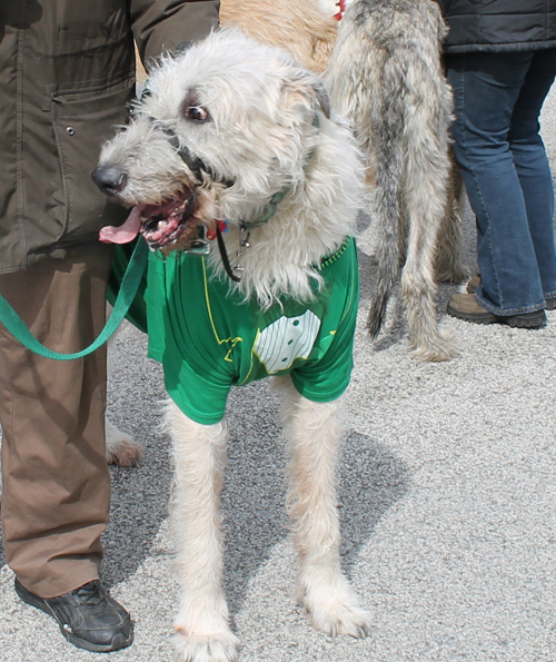 Irish wolfhound at the  2013 Cleveland St. Patrick's Day Parade