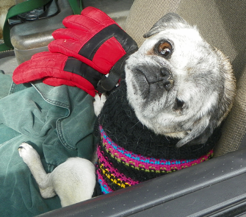 Pug at the  2013 Cleveland St. Patrick's Day Parade