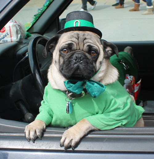 Pug Dog at the  2013 Cleveland St. Patrick's Day Parade
