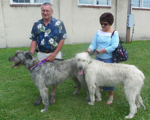 Irish Wolfhounds