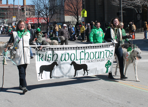 Irish Wolfhounds