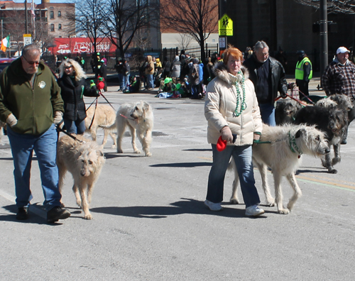 Irish Wolfhounds