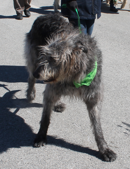 Irish Wolfhound