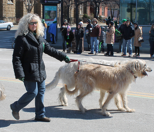 Irish Wolfhounds