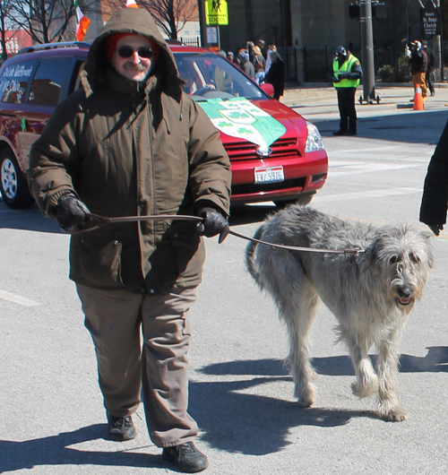 Irish Wolfhound