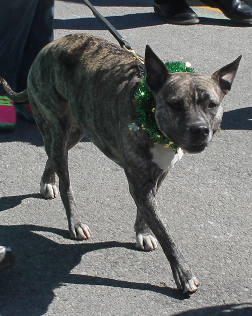 City Dogs Cleveland in the 148th Cleveland St Patrick's Day Parade