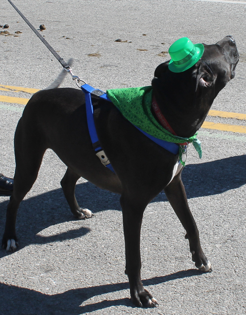 City Dogs Cleveland in the 148th Cleveland St Patrick's Day Parade