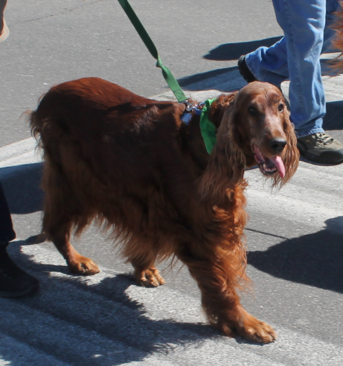 Irish Setter Club of Ohio