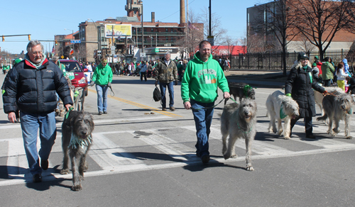 Irish Wolfhounds  in the 148th Cleveland St Patrick's Day Parade