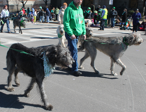 Irish Wolfhounds  in the 148th Cleveland St Patrick's Day Parade