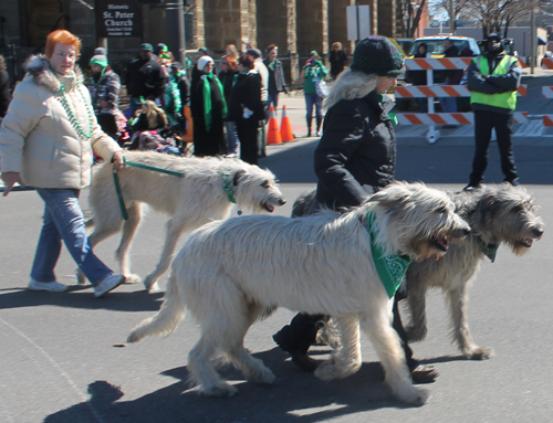 Irish Wolfhounds  in the 148th Cleveland St Patrick's Day Parade