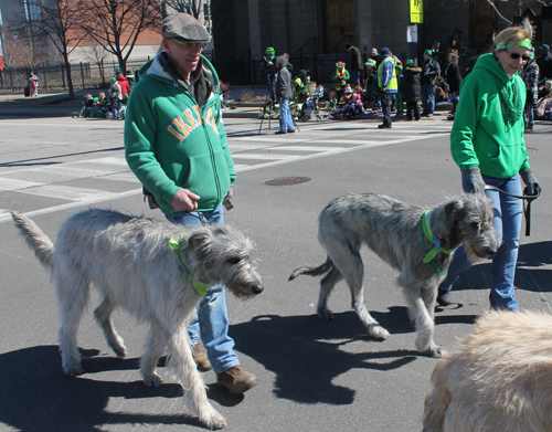 Irish Wolfhounds  in the 148th Cleveland St Patrick's Day Parade