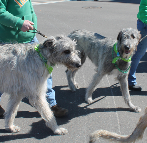 Irish Wolfhounds  in the 148th Cleveland St Patrick's Day Parade