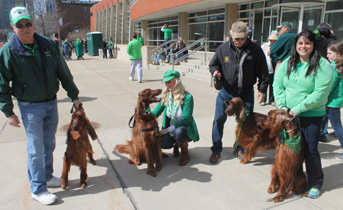 Irish setters at  the 2016 St. Patrick's Day Parade in Cleveland