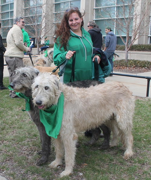 Irish wolfhound at  the 2016 St. Patrick's Day Parade in Cleveland