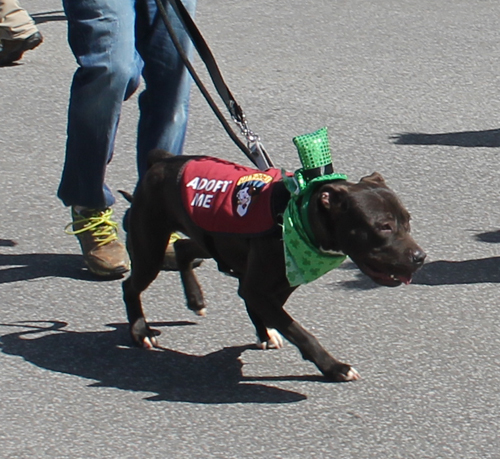 Cleveland City Dogs