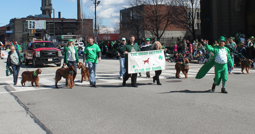 Irish setters at  the 2016 St. Patrick's Day Parade in Cleveland
