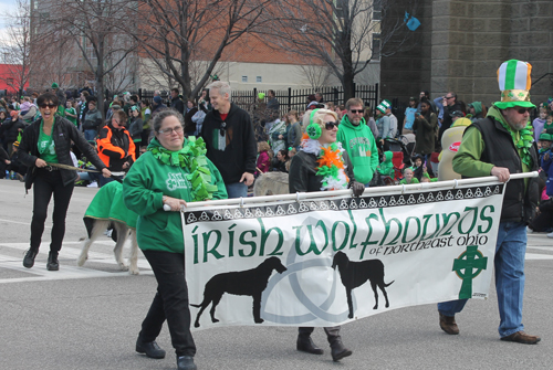 Irish wolfhound at  the 2016 St. Patrick's Day Parade in Cleveland