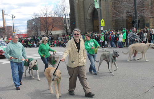 Irish wolfhound at  the 2016 St. Patrick's Day Parade in Cleveland