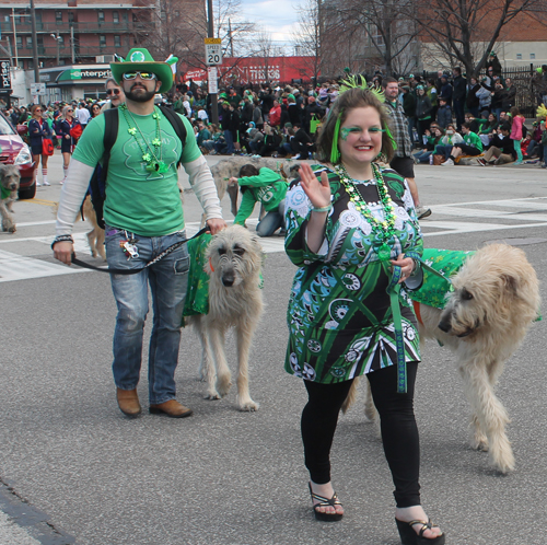 Irish wolfhound at  the 2016 St. Patrick's Day Parade in Cleveland