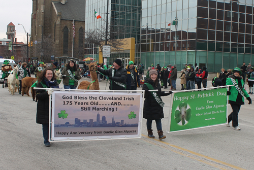 Gaelic Glen Alpacas at St Patrick's Day Parade in Cleveland