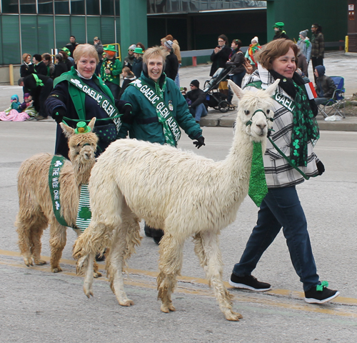 Gaelic Glen Alpacas at St Patrick's Day Parade in Cleveland