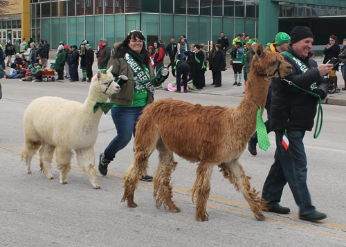 Gaelic Glen Alpacas at St Patrick's Day Parade in Cleveland