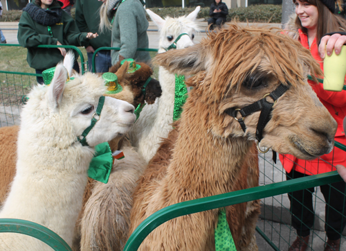 Gaelic Glen Alpacas at St Patrick's Day Parade in Cleveland