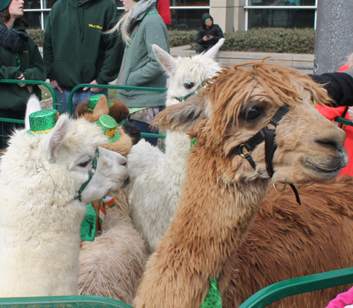 Alpacas at St Patrick's Day Parade