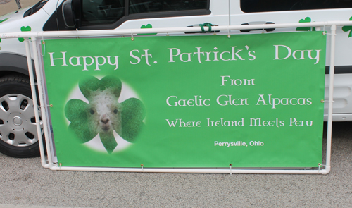 Alpacas at St Patrick's Day Parade