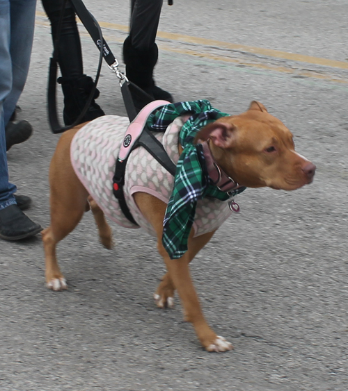 Pitbull Dog at St Patrick's Day Parade