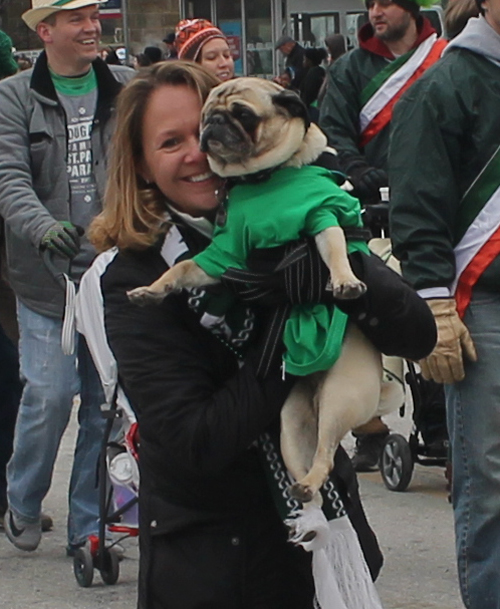Pug dog at parade