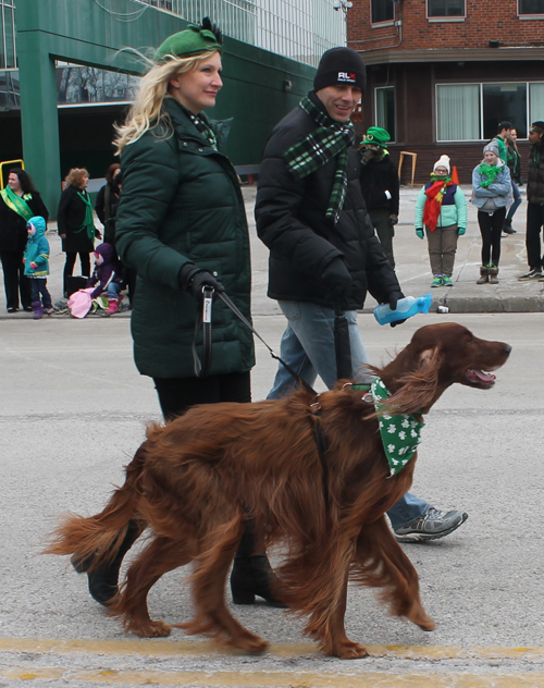 Irish Setters