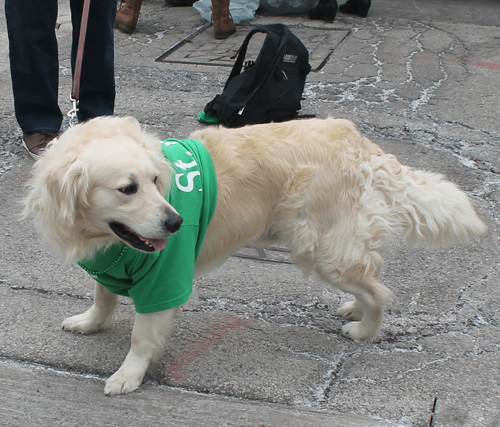 Dog at St Patrick's Day Parade