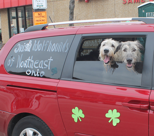 Dog at St Patrick's Day Parade