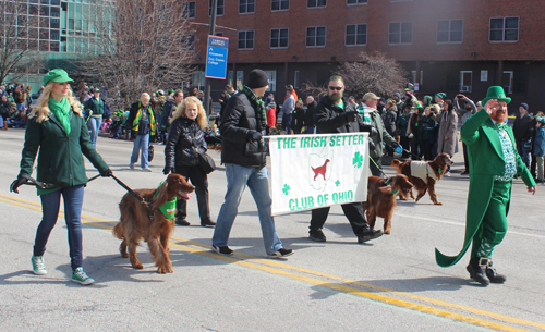 Irish Setters