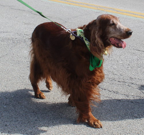 Irish Setter