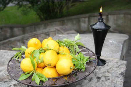 lemons still life in Italian Garden