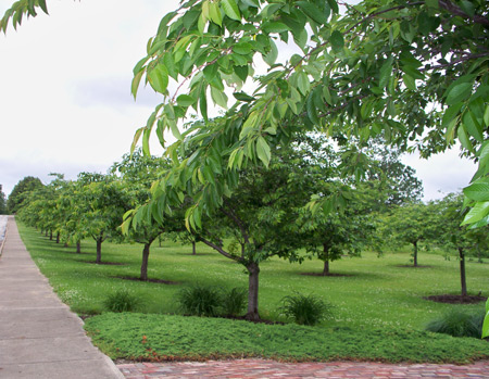 Cherry trees donated by Cleveland JANO (Japanese Association of Northern Ohio)